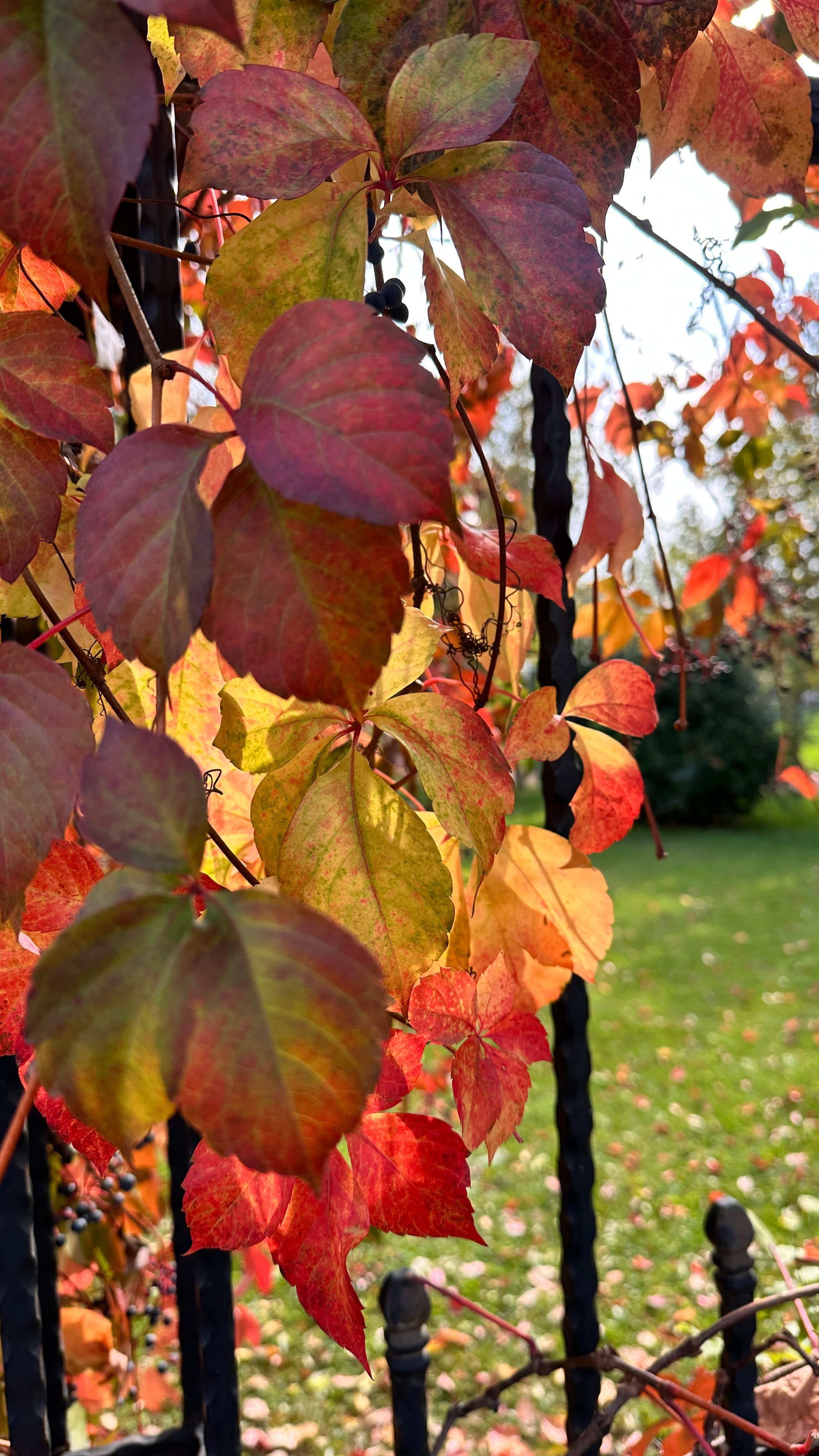 Close-up of colorful autumn leaves hanging on an iron fence in a sunny outdoor setting.