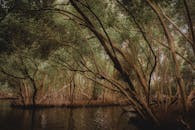 Dense Mangrove Forest with Reflected Water