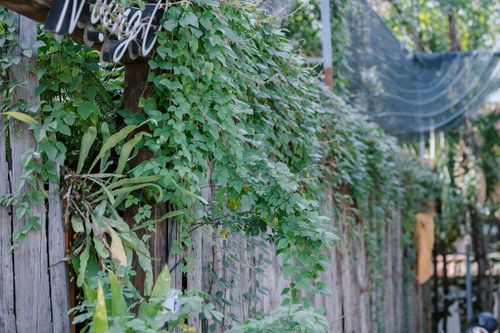 Free Vibrant green ivy cascading over an aged wooden fence, creating a rustic backyard setting. Stock Photo