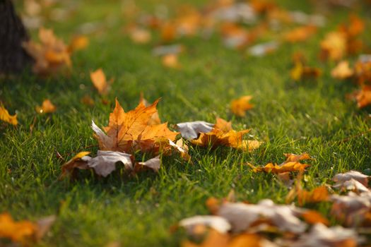 Golden autumn leaves scattered on green grass, capturing fall's vibrant colors.