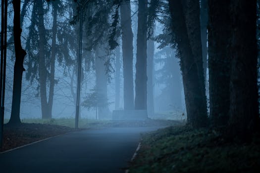 Captivating misty forest scene in Kosovo's Rugova Valley during winter, offering a serene and cinematic atmosphere.
