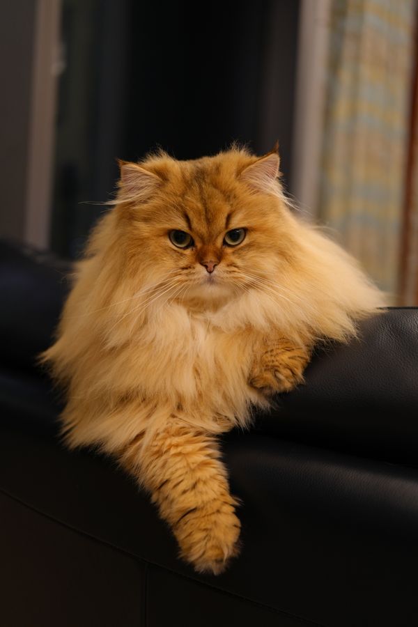 Persian cat lounging