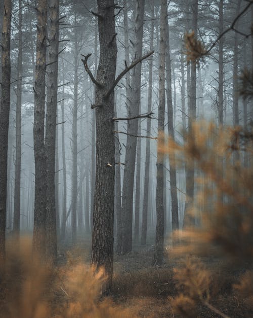 Безкоштовне стокове фото на тему «дерева, ліс, туман»