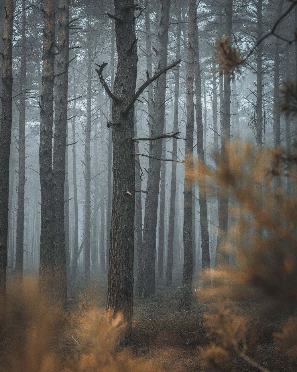 Serene misty forest scene with tall pine trees enveloped in a soft fog.. pexels, serene, misty