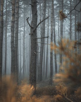 薄雾笼罩着宁静的森林，高大的松树在雾中若隐若现