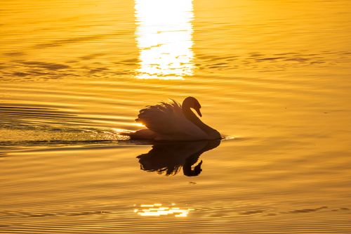 Free A peaceful swan glides over a lake at sunset, creating a stunning golden reflection. Stock Photo