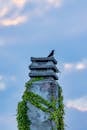 Bird Perched on Ivy-Covered Concrete Post