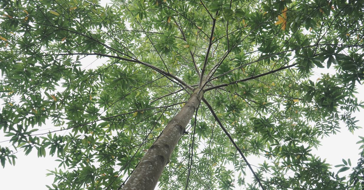 Margousier : 7 Bienfaits Santé Naturels