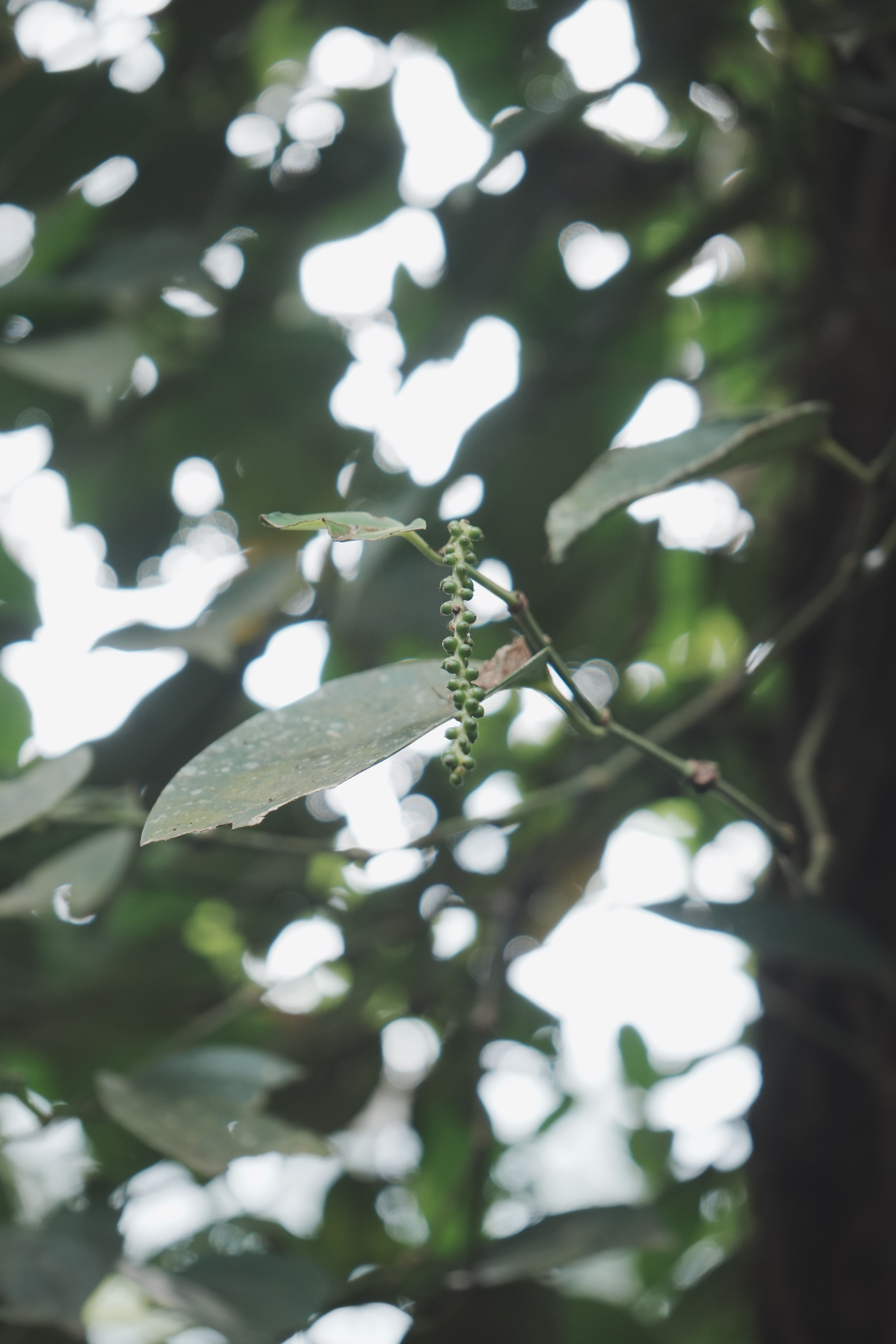 Black pepper scientific name Piper nigrum botanical classification and details.