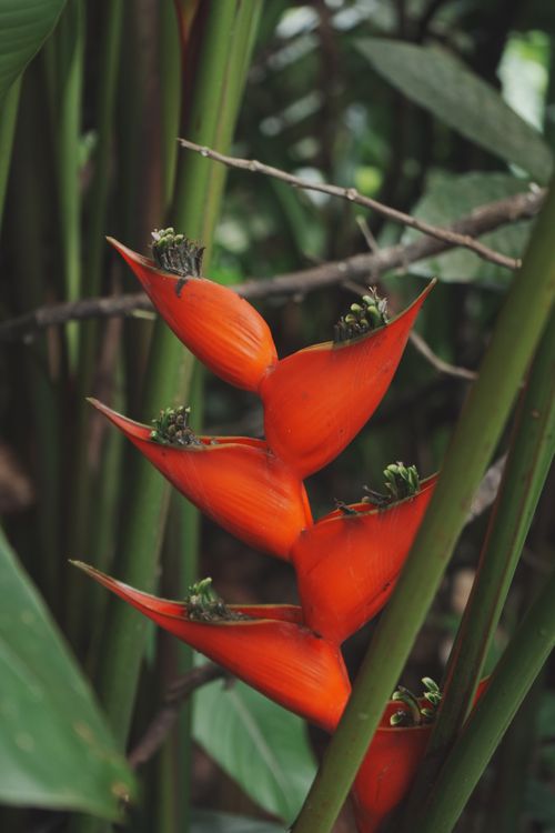 Free Close-up of a bright Heliconia flower surrounded by lush green tropical foliage. Stock Photo