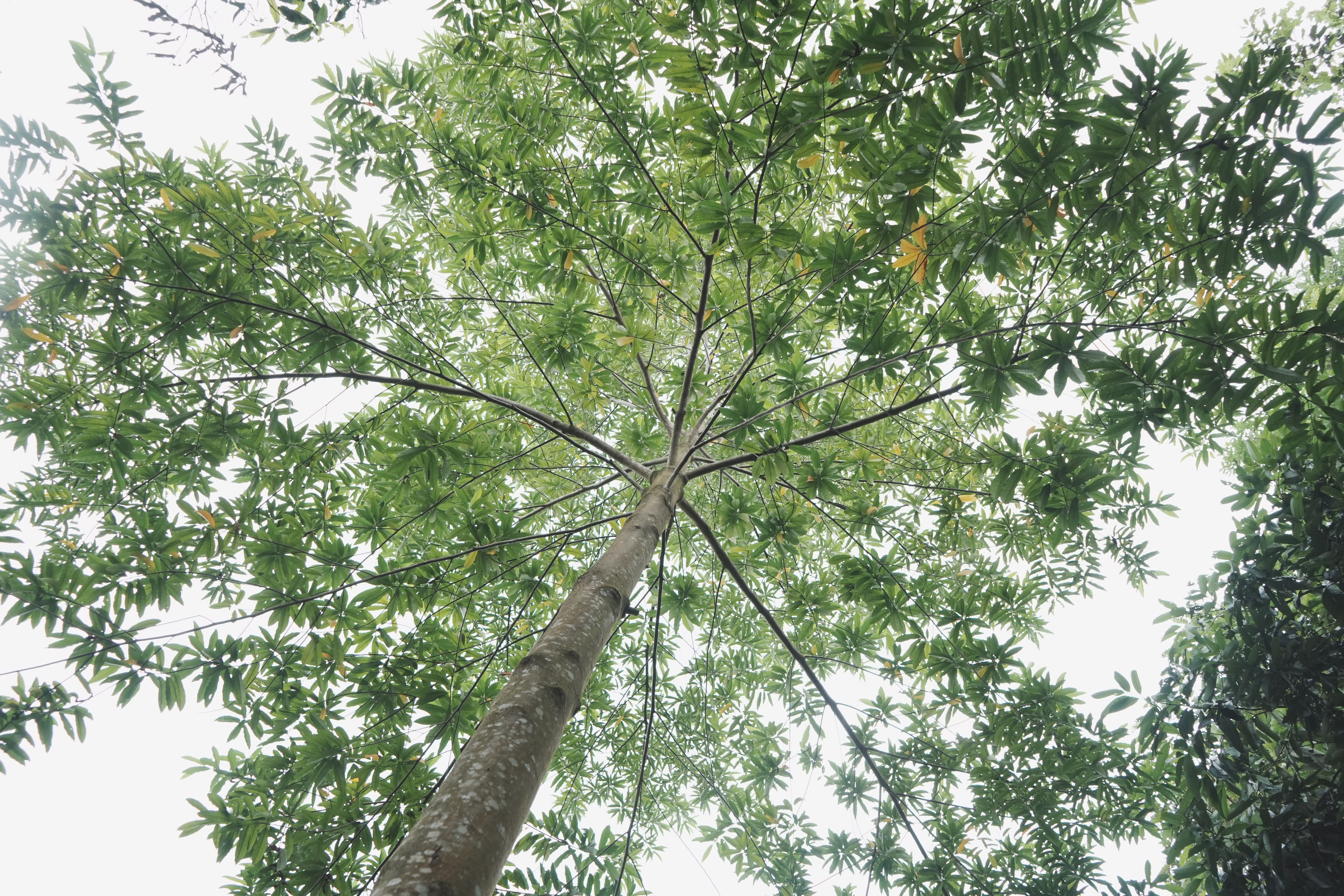 Upward View of a Green Canopy Tree in Summer · Free Stock Photo