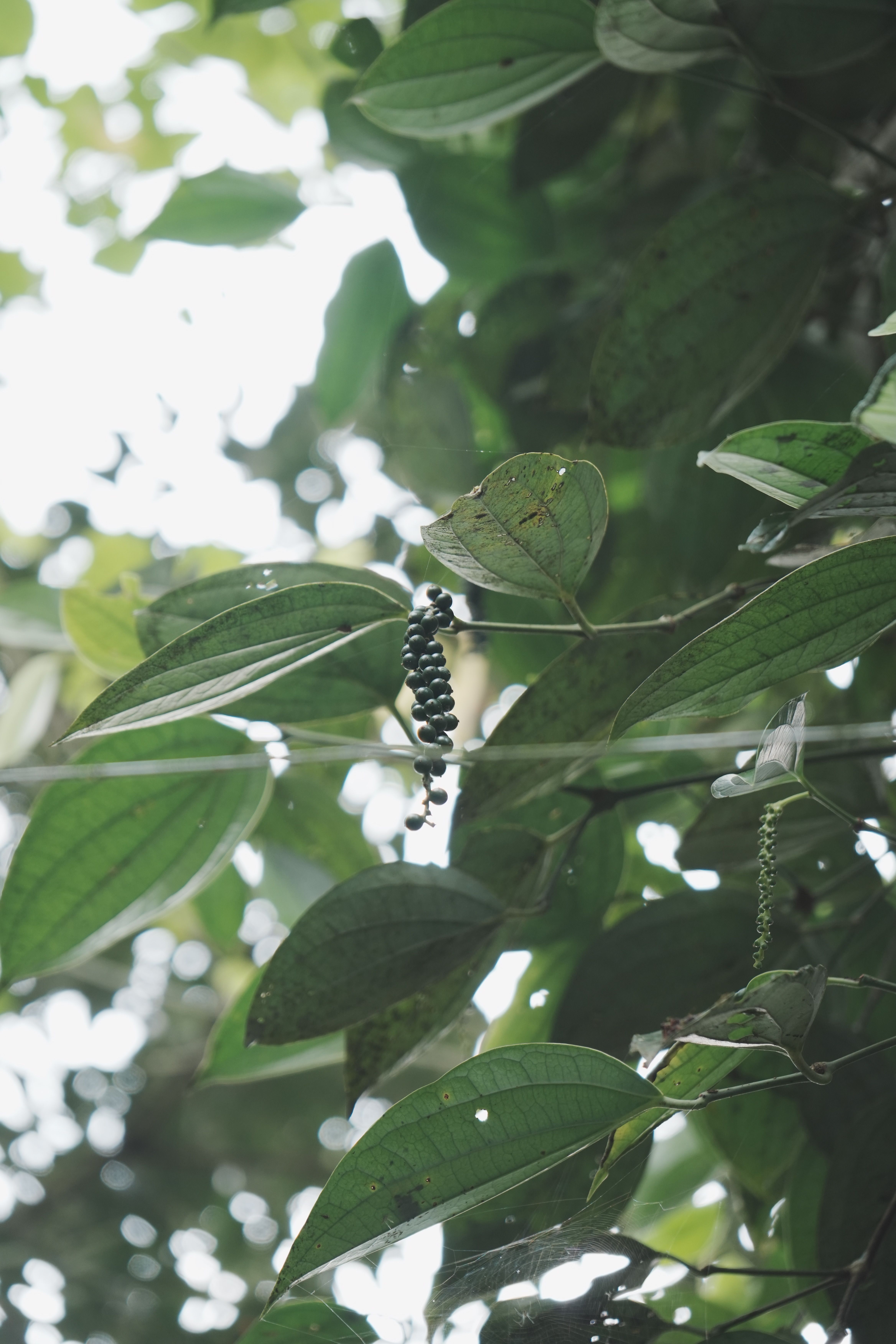 Scientific name Piper Nigrum black pepper peppercorns sourced from Villorya Organics for purity.