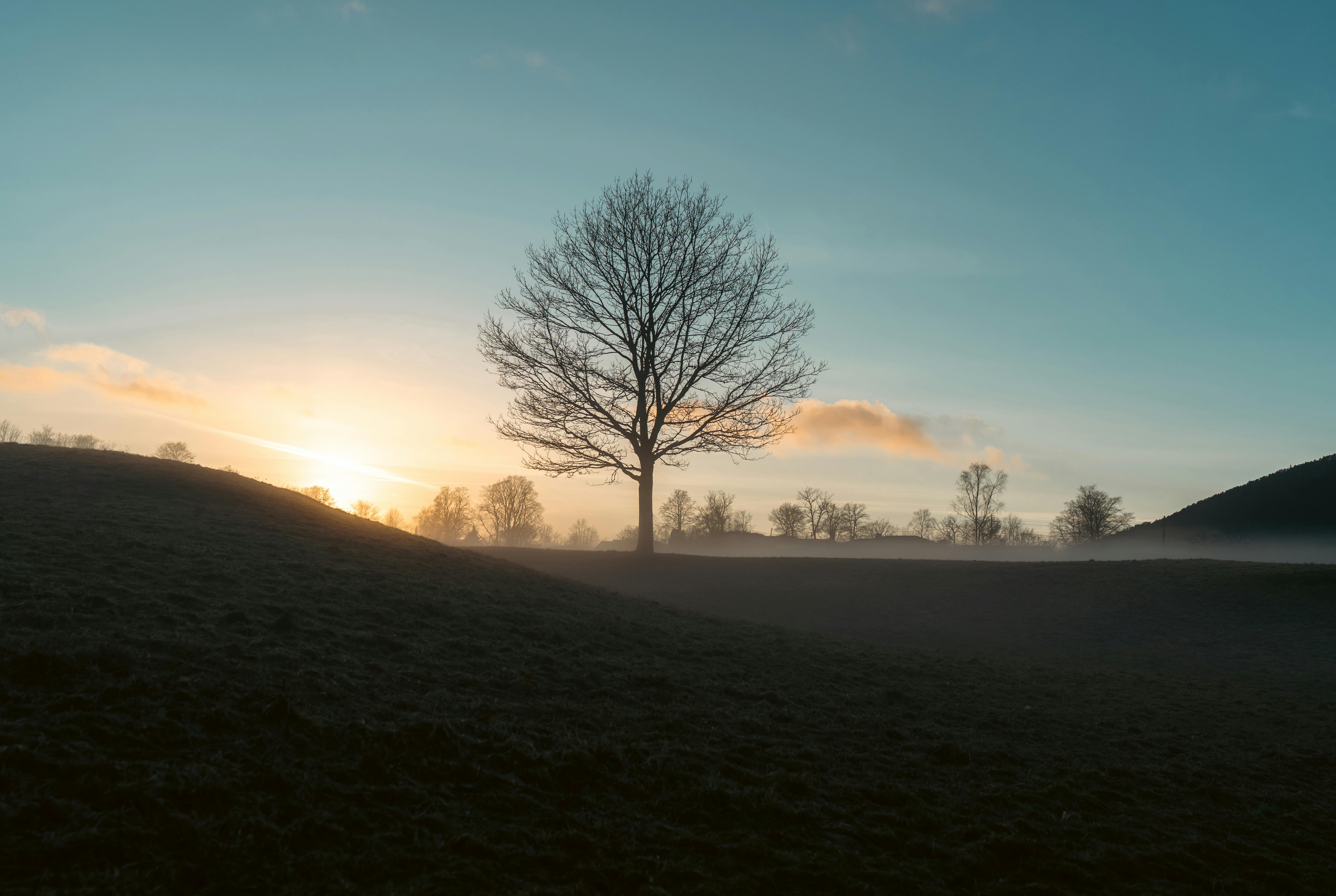 Serene Landscape with Lone Tree at Sunset · Free Stock Photo, image size:6817x4572