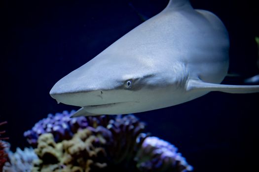 A detailed view of a shark swimming in the depths, showcasing its sleek body and sharp features.