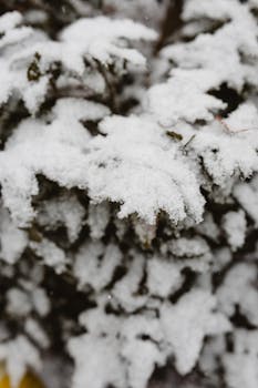Close-up of a snow-covered bush highlighting winter's beauty.
