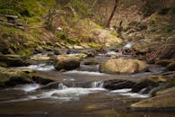 茂密的森林中，溪流缓缓流过岩石，周围绿树成荫