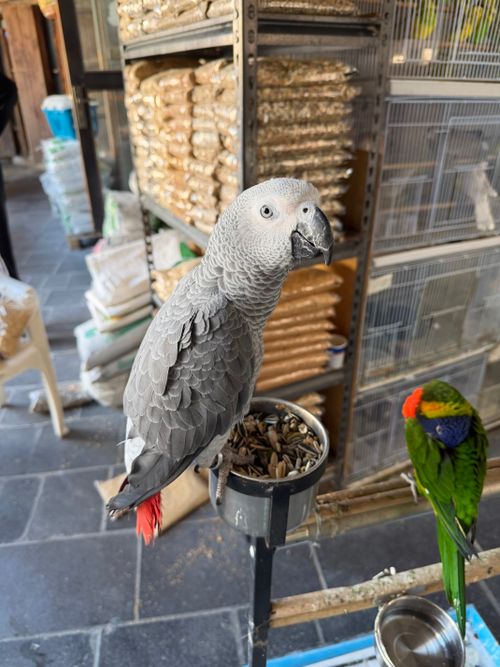 Free A vibrant pet shop scene with an African Grey Parrot and a Rainbow Lorikeet on perches. Stock Photo