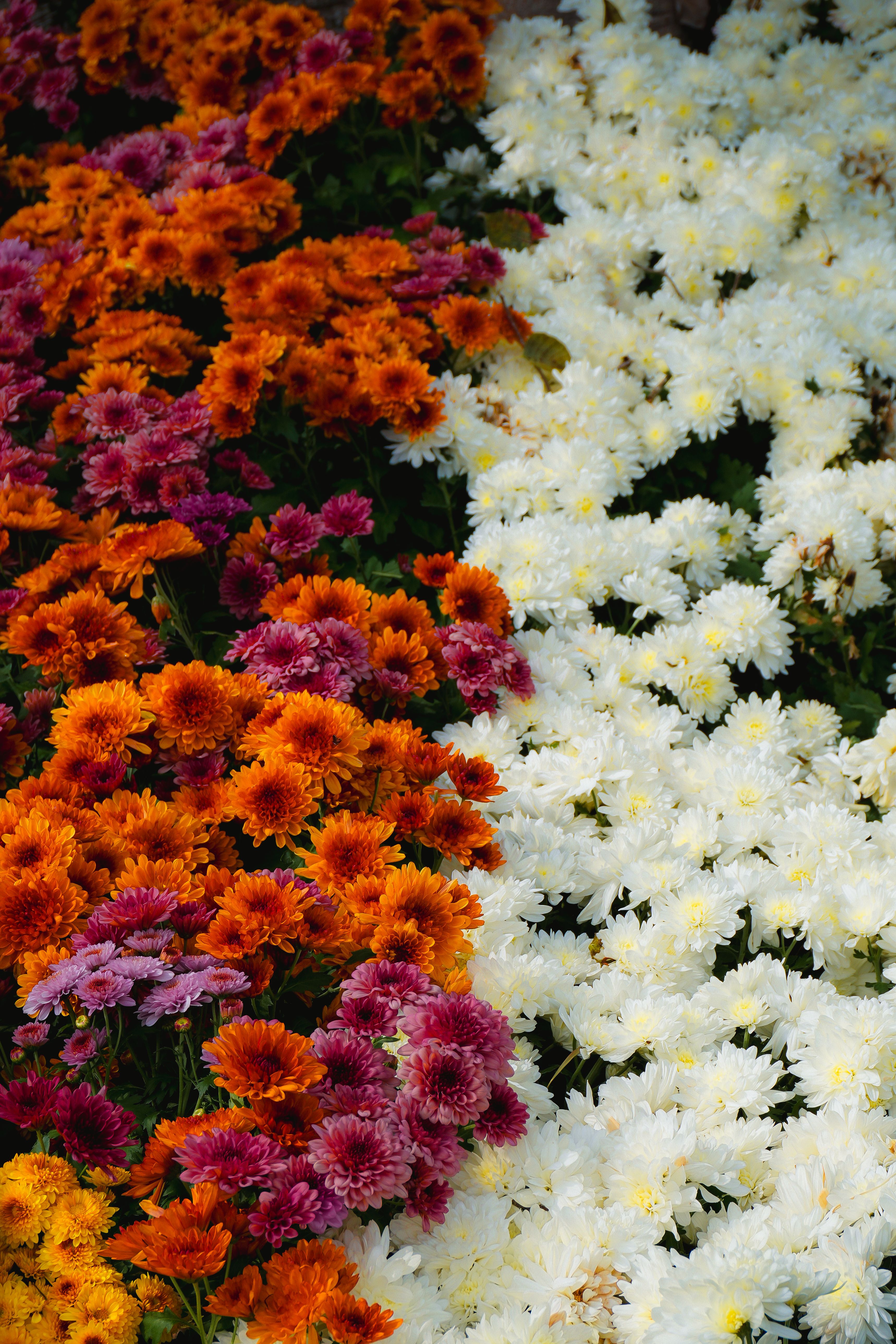 [ColoSach]-colorful-chrysanthemums-in-full-bloom-showcasing-autumn's-vibrant-palette.