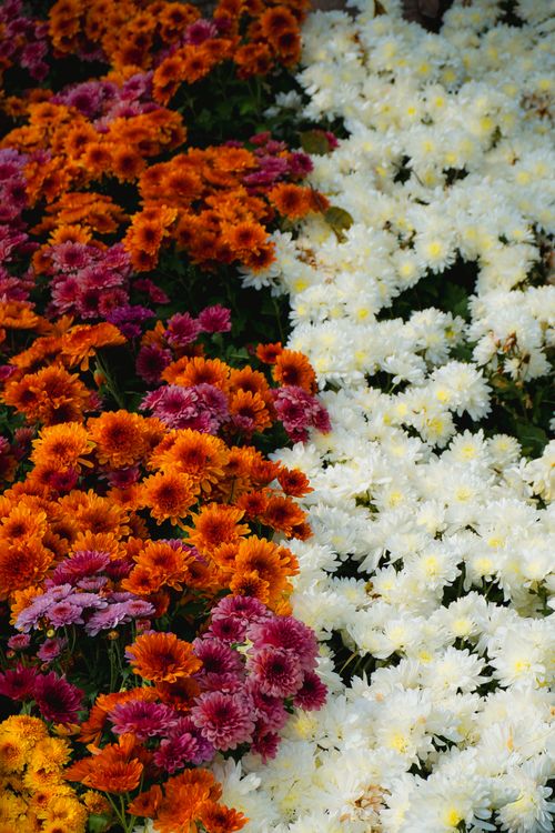 Free Colorful chrysanthemums in full bloom showcasing autumn's vibrant palette. Stock Photo