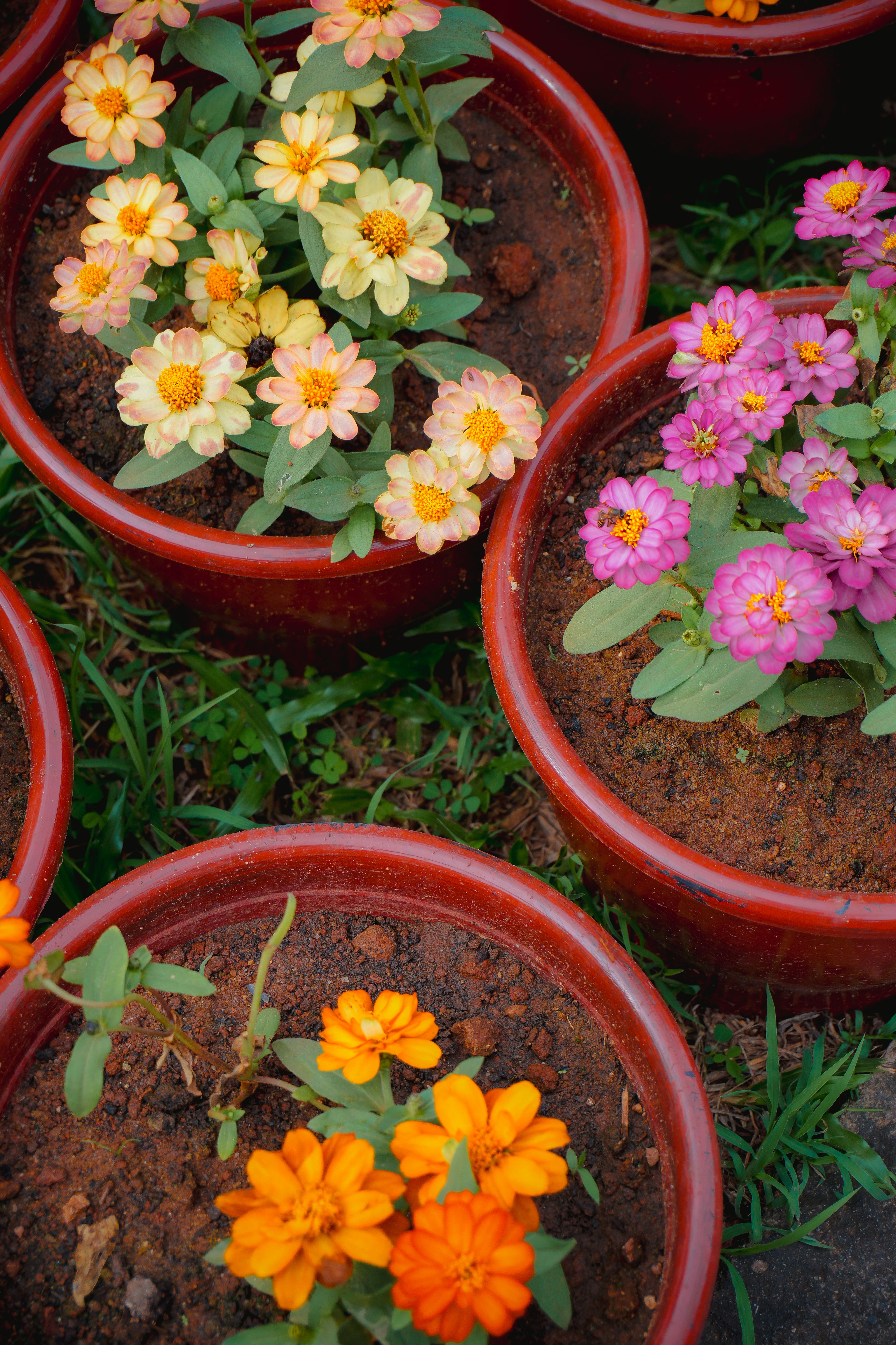 Colorful Potted Flowers in a Garden Setting · Free Stock Photo