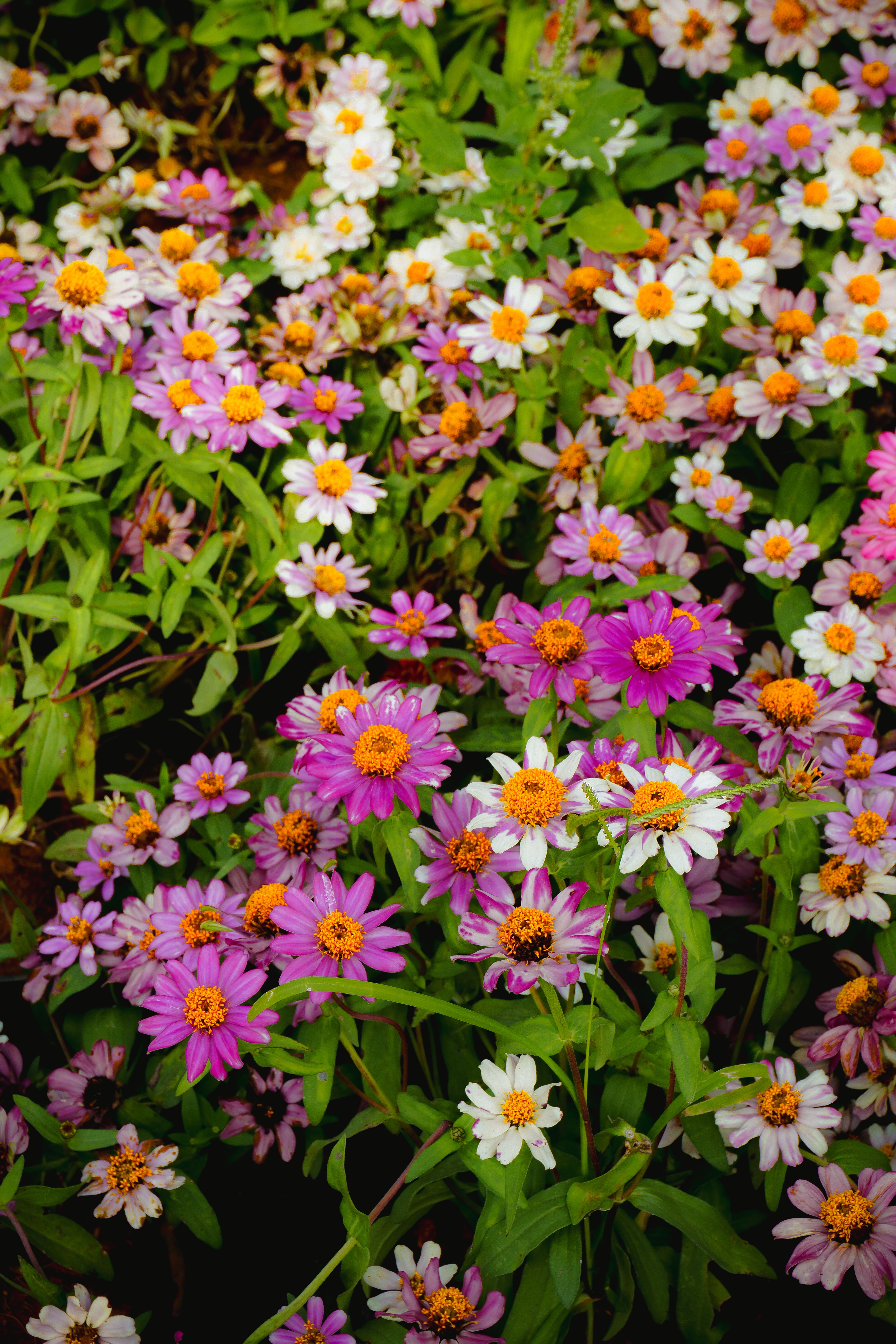 [ColoSach]-a-vibrant-display-of-pink-and-white-zinnia-flowers-in-full-bloom,-showcasing-nature's-colorful-beauty.