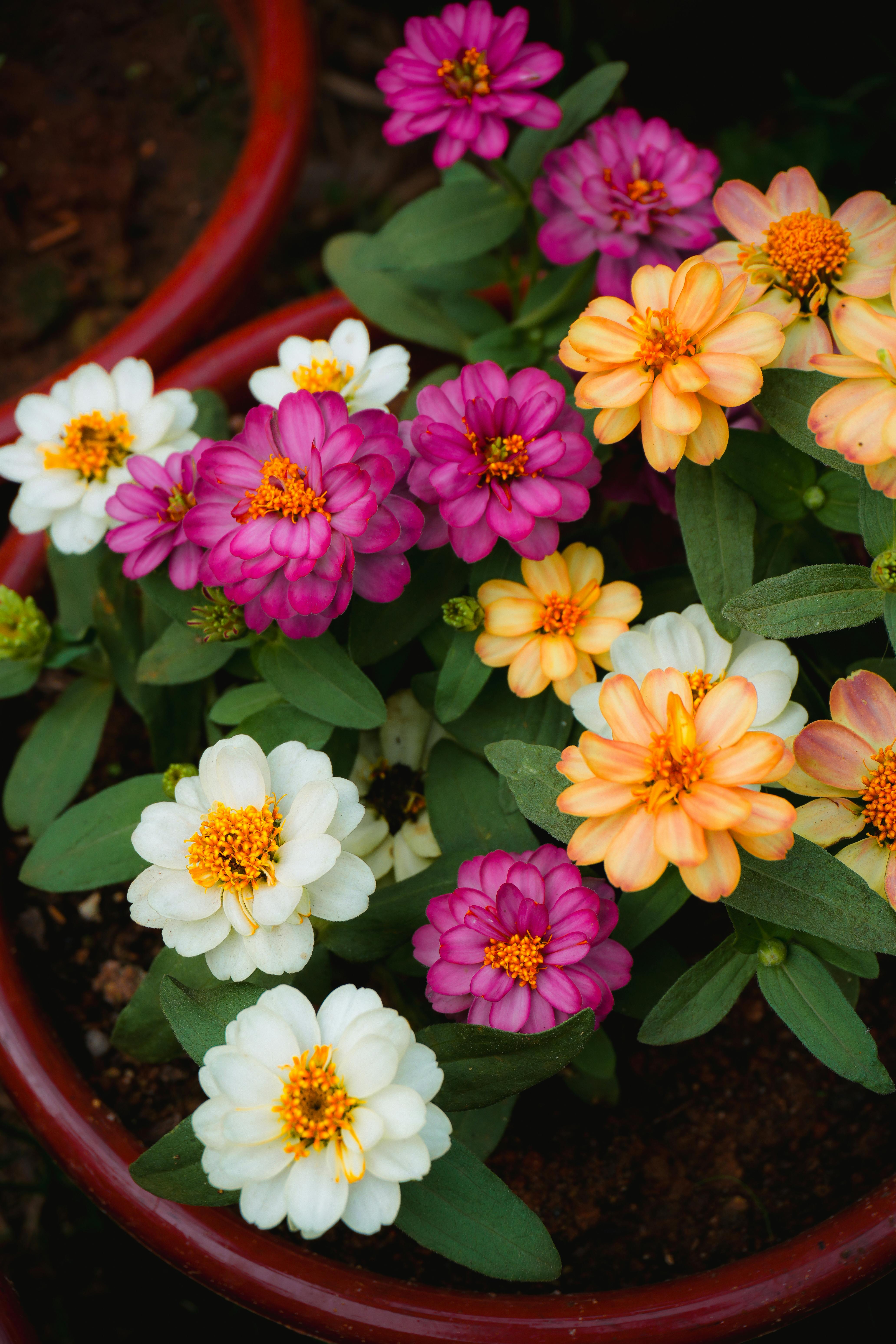 [ColoSach]-a-colorful-collection-of-zinnia-flowers-showcasing-vibrant-pink,-orange,-and-white-blooms-in-a-garden-setting.