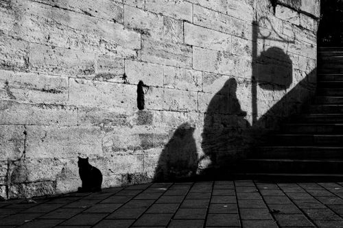 Free Stylish monochrome photo featuring an alley cat with dramatic shadows on a stone wall. Stock Photo