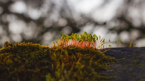 Free A vibrant close-up shot of moss and small plants growing on a stone, showcasing nature's resilience. Stock Photo