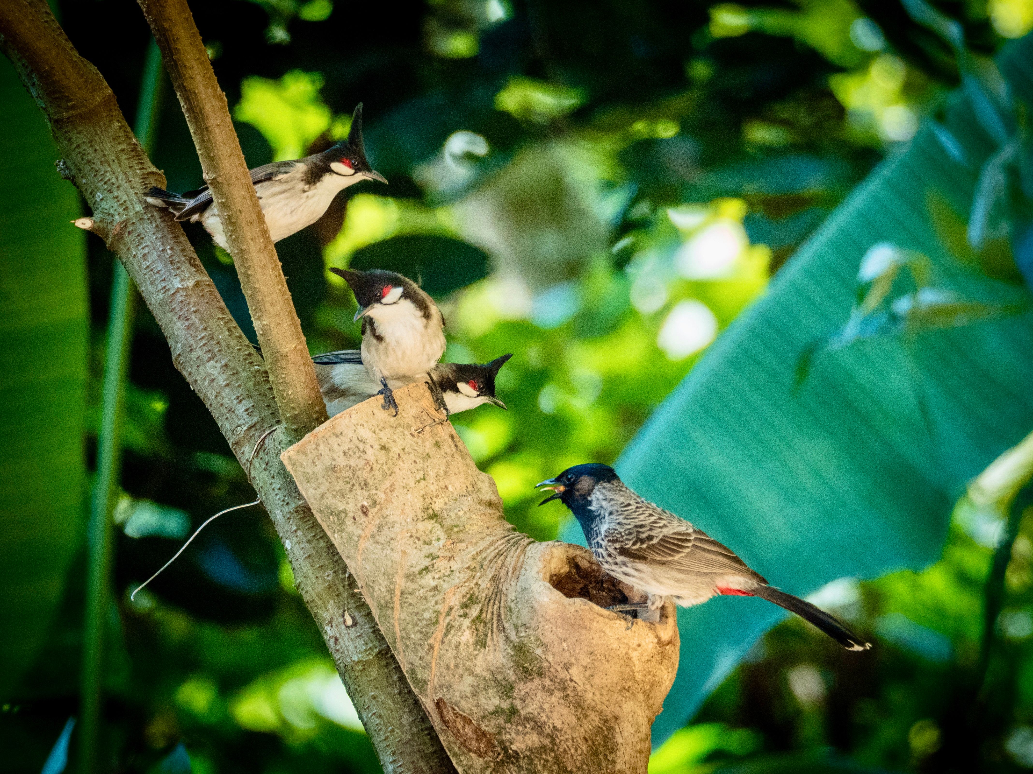 Red-whiskered Bulbuls on Tree Branch Habitat · Free Stock Photo
