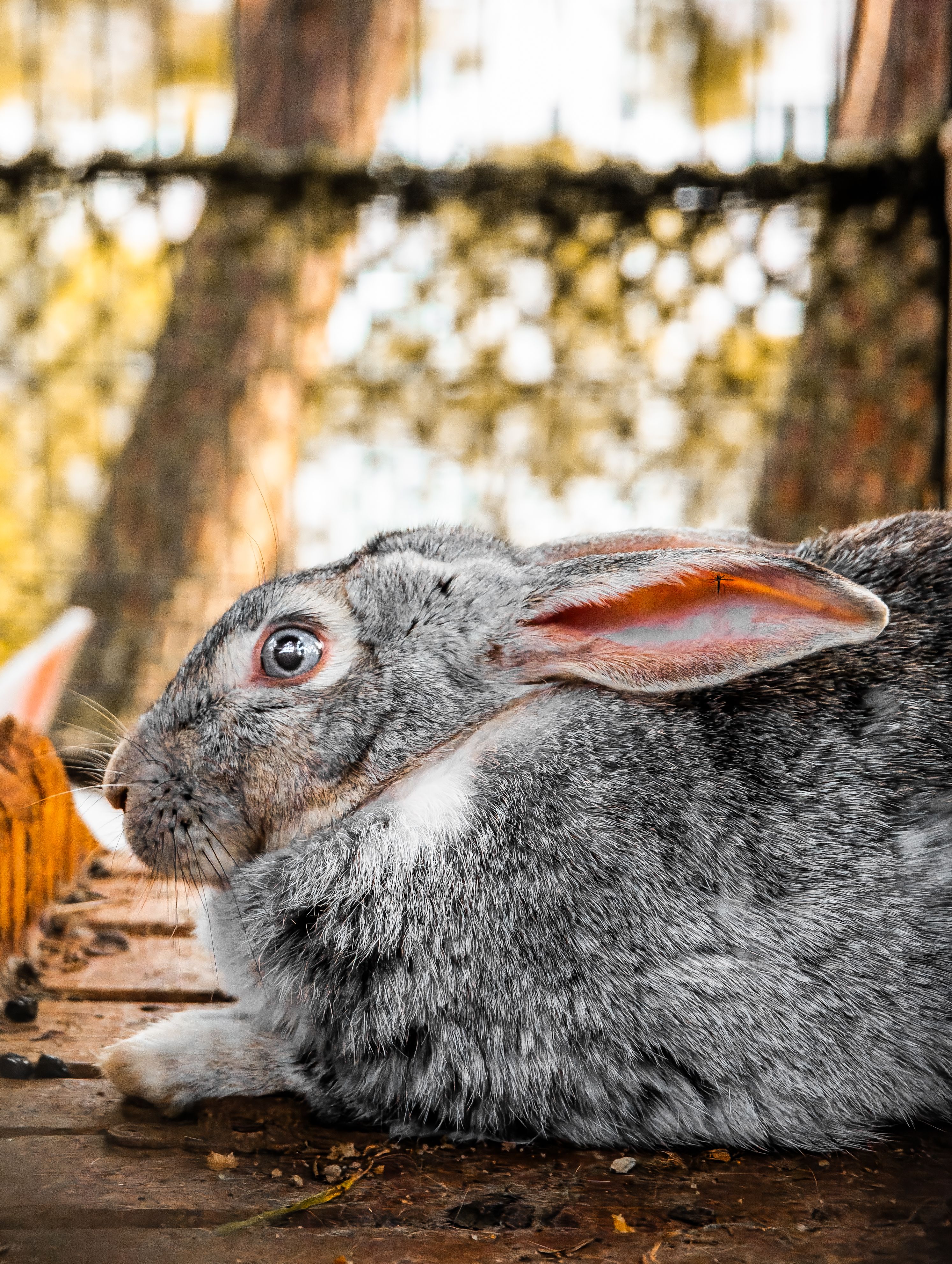 Close-Up of Grey Rabbit in Sunlit Environment · Free Stock Photo