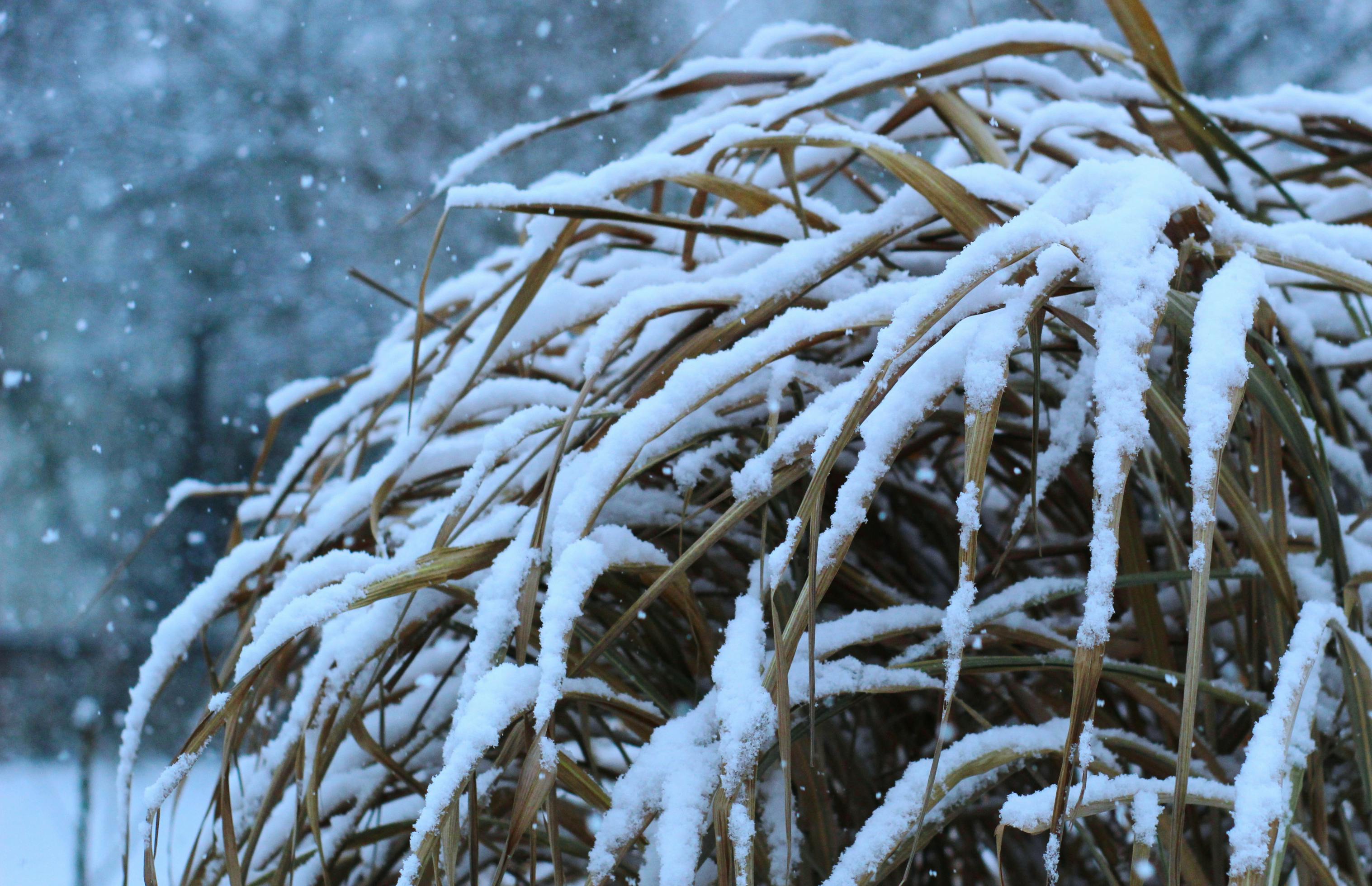 Close-up of snow-covered tall grass during a snowfall in winter.