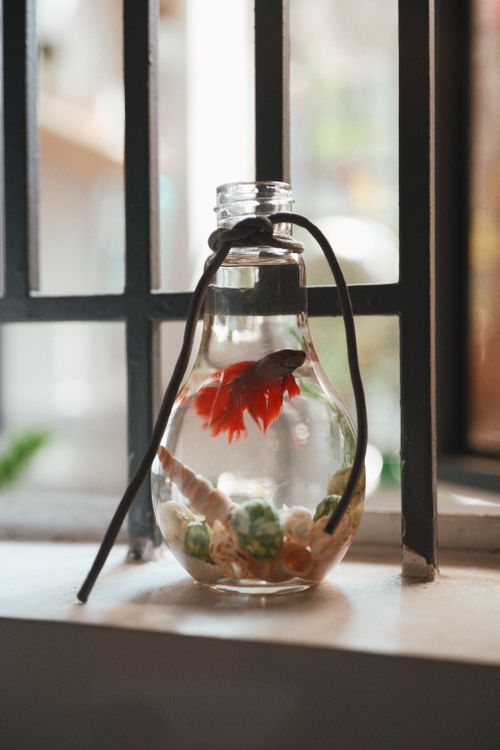 Creative Betta Fish in Light Bulb Vase by Window  Free Stock Photo