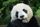 panda bear