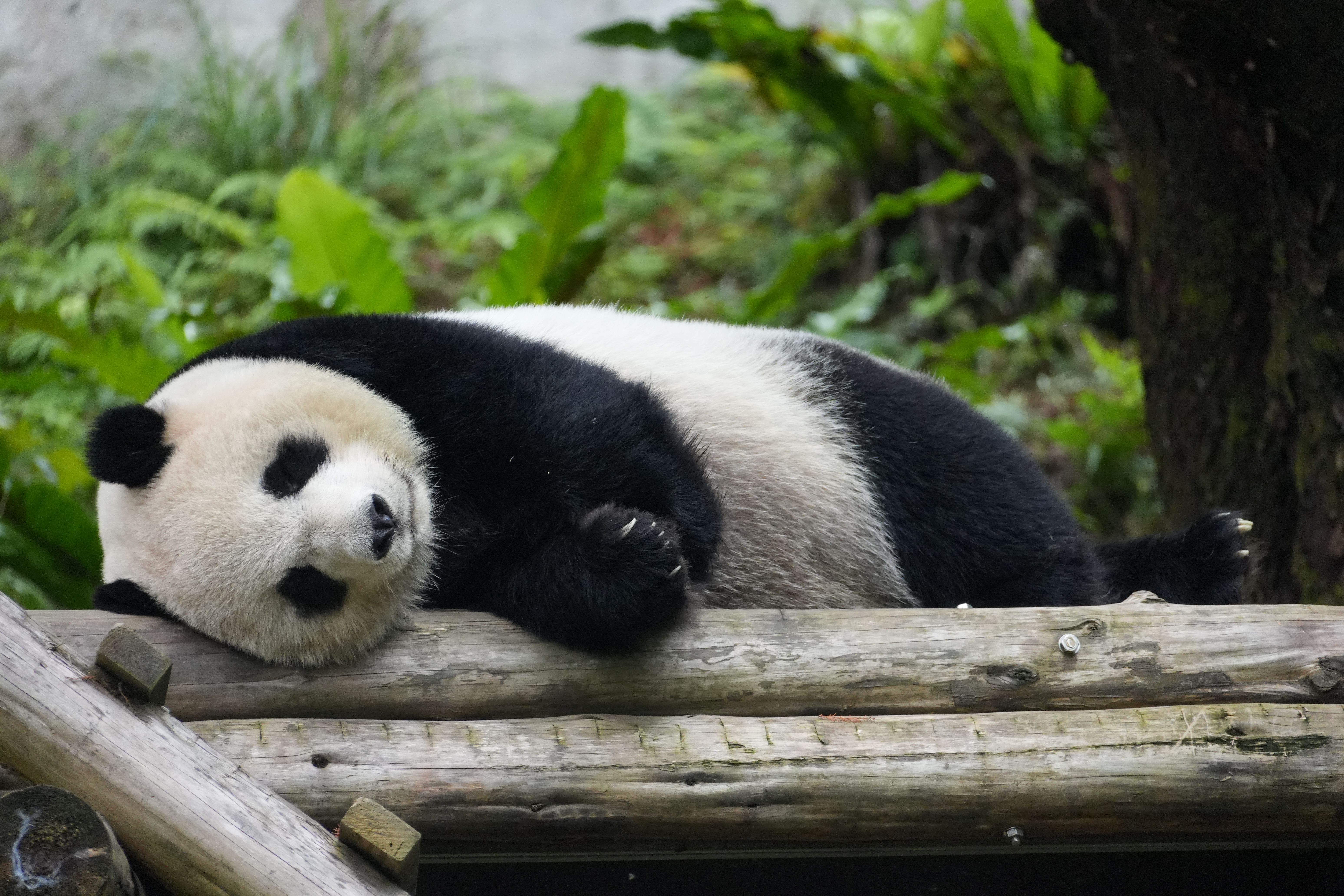 Adorable Giant Panda Resting on a Log in Forest · Free Stock Photo