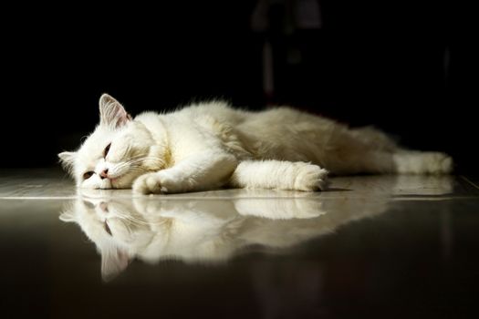 A peaceful white cat lies on a reflective floor, capturing a moment of tranquility indoors.