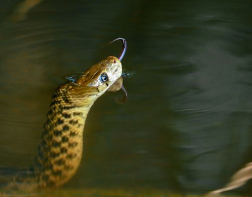 Free Detailed close-up of a snake swimming in the water, showcasing wildlife in Bangladesh. Stock Photo