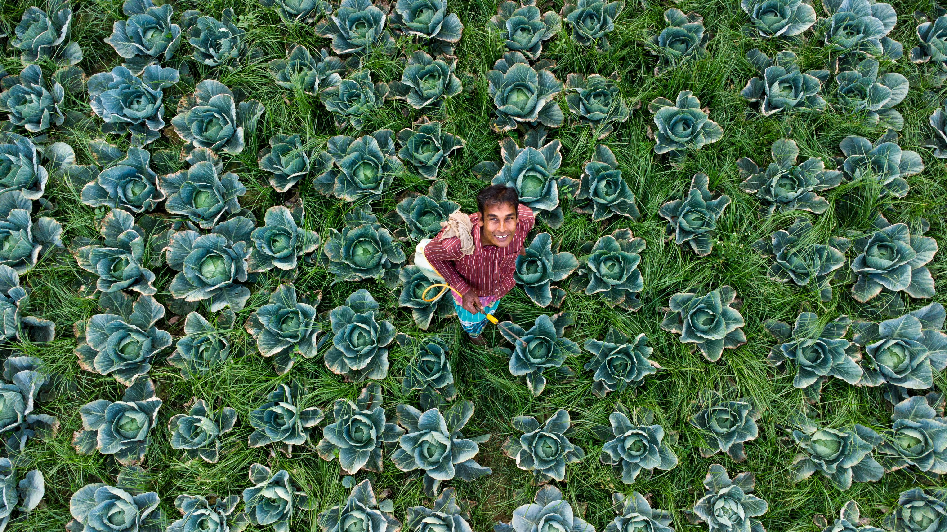 bezplatná Letecký snímek usmívajícího se farmáře stojícího mezi bujnými rostlinami zelí v Bangladéši. Základová fotografie