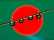 Bangladesh Flag Reflections in Dew Drops