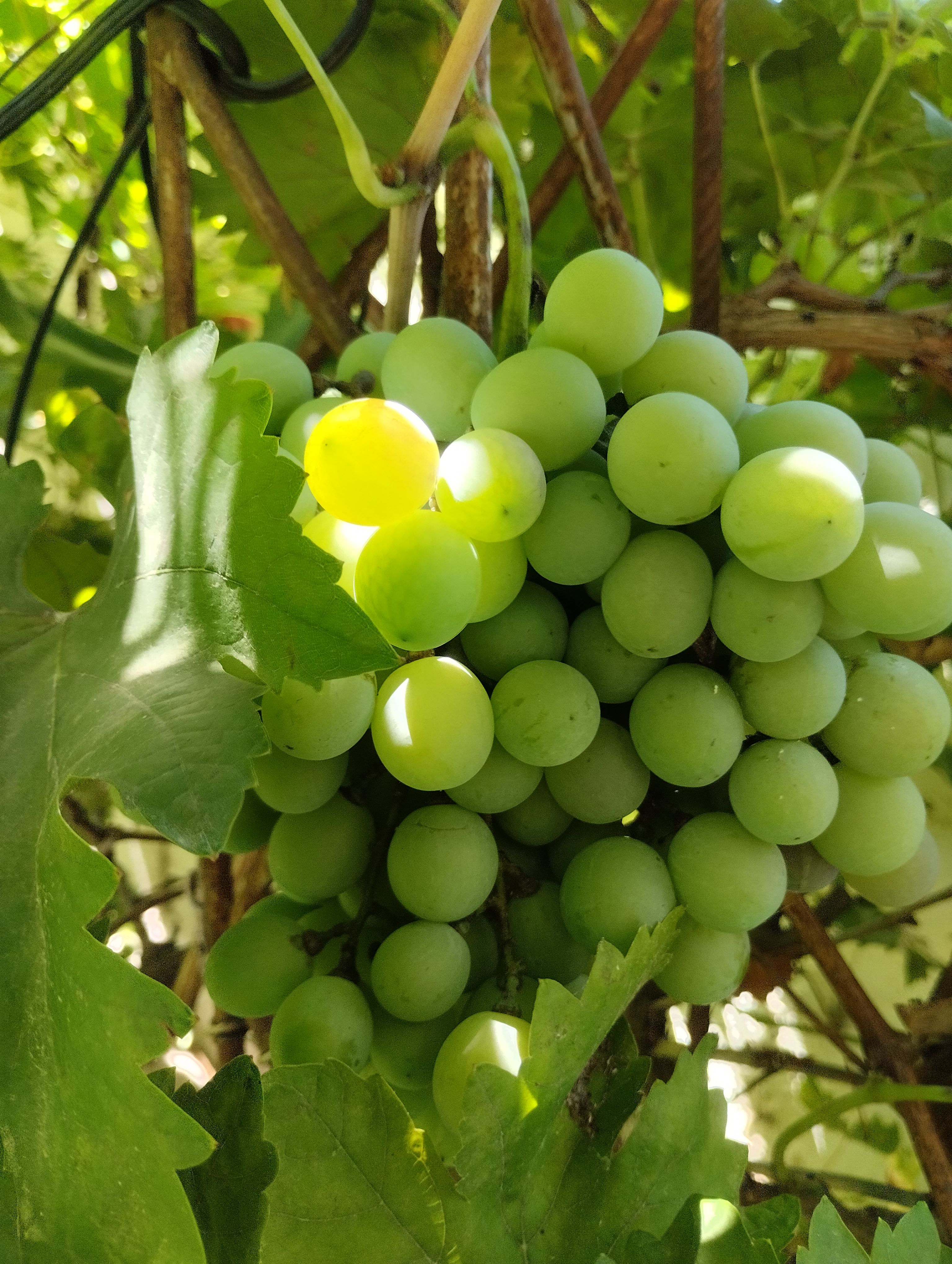Close-up of Green Grapes in Sunlight on Vine · Free Stock Photo