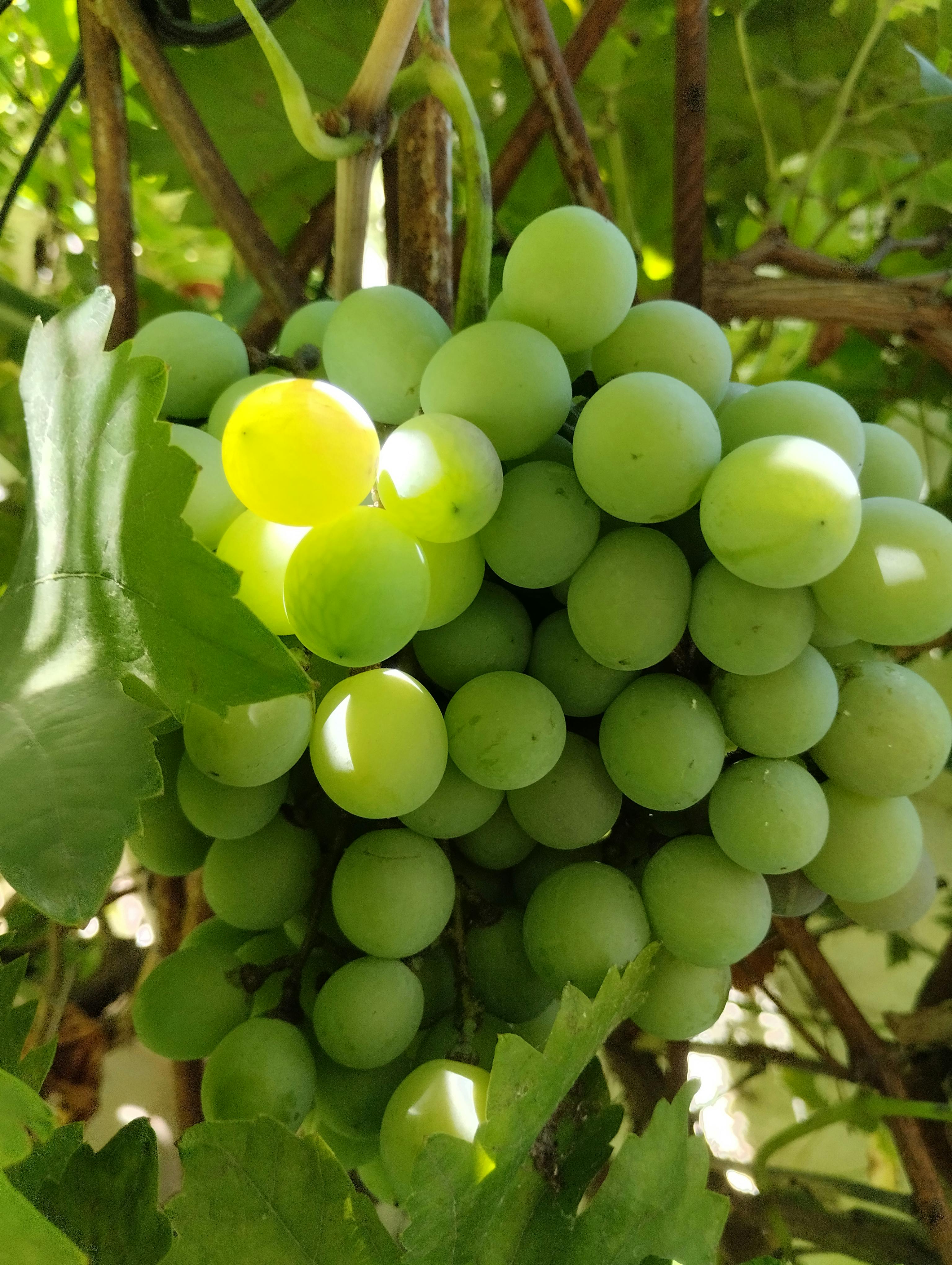 Gratis Klase med livlige grønne druer som henger på en vinranke omgitt av frodige blader. Arkivbilde