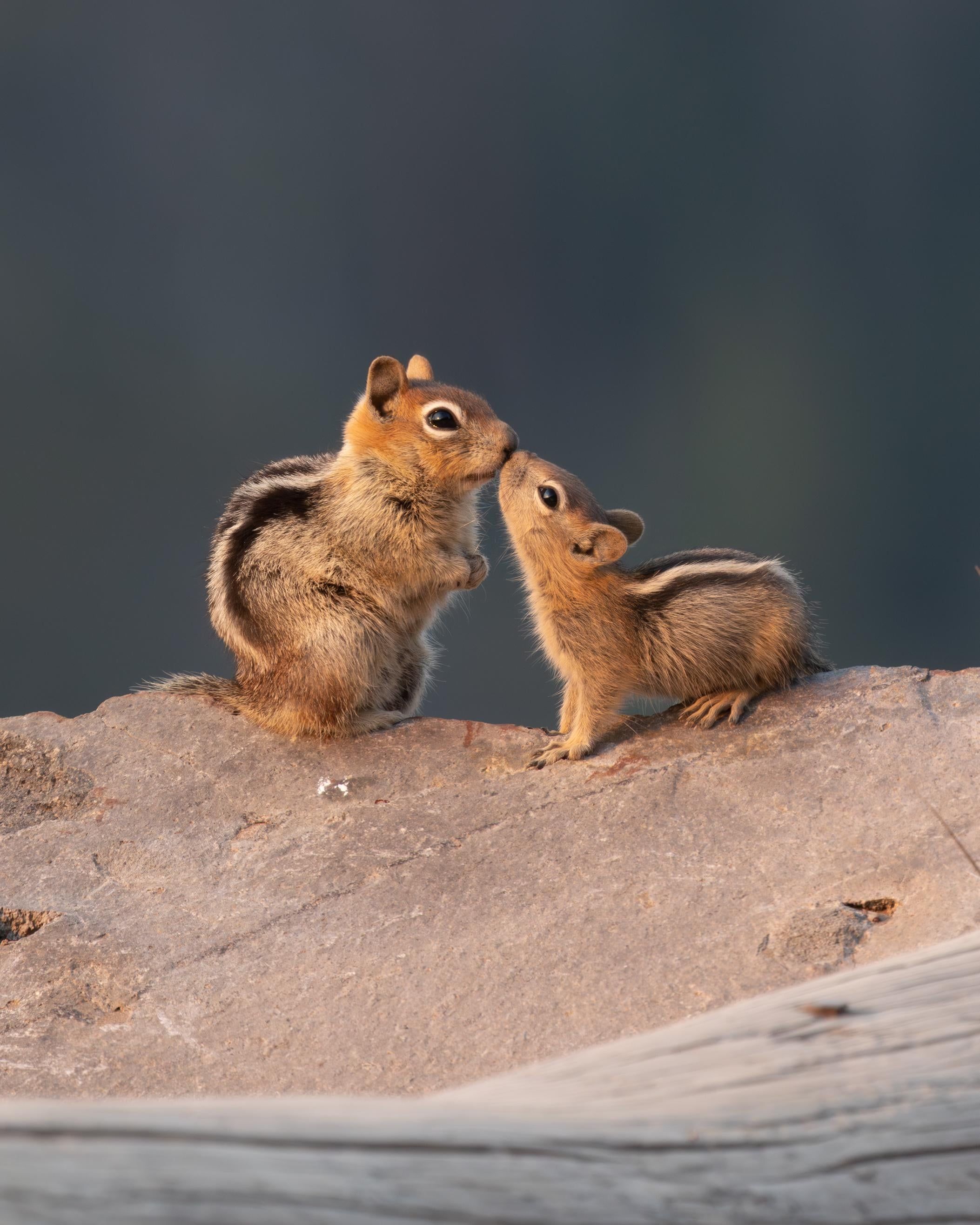 Tender Moment Between Two Chipmunks Outdoors · Free Stock Photo