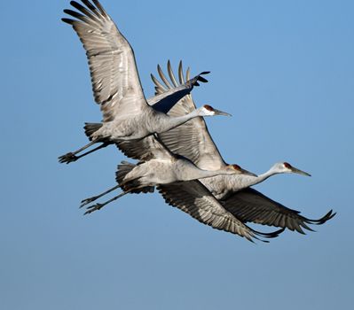Three Sandhill Cranes soar gracefully through the blue sky in Decatur, Alabama.