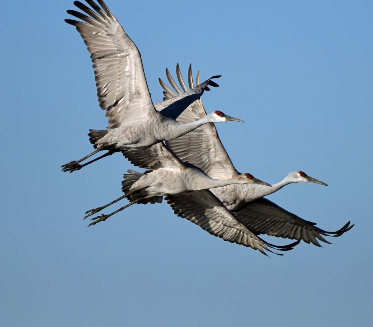three sandhill cranes soar gracefully through the blue sky in decatur