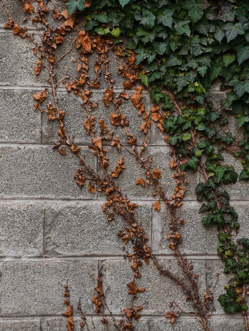 Free Concrete wall adorned with green and brown ivy, showcasing autumn's touch in Srinagar. Stock Photo