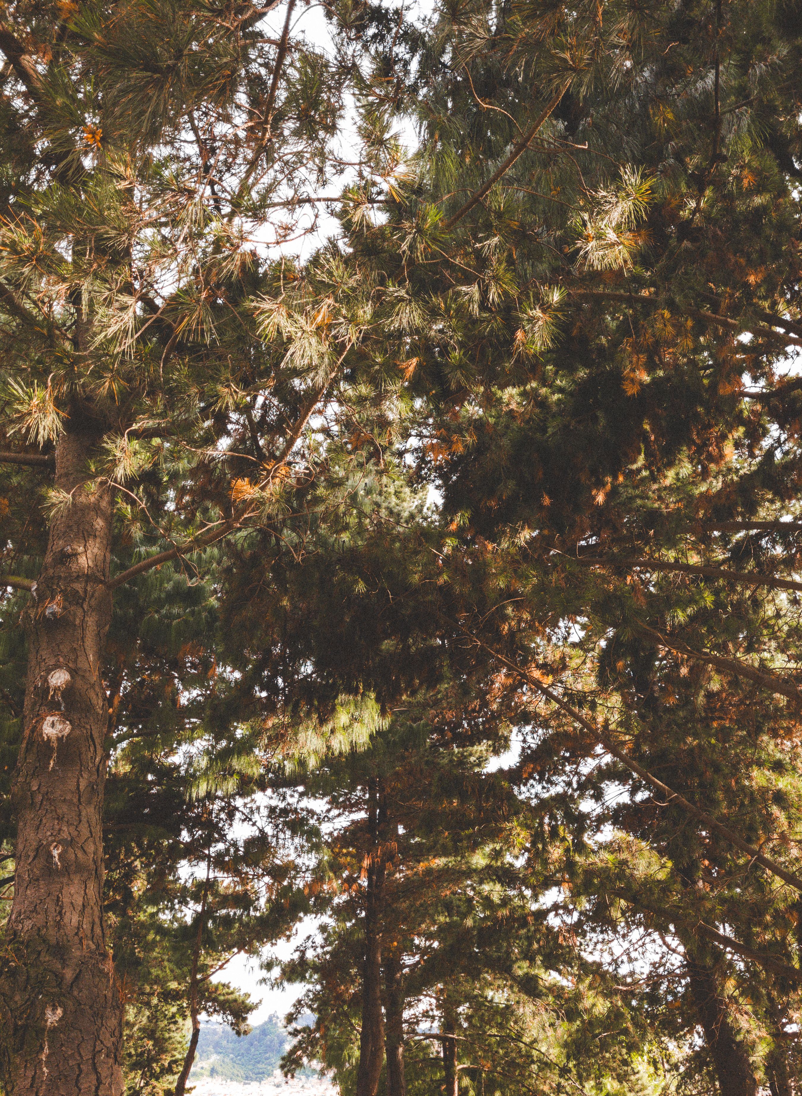 Sunlight through a green pine forest