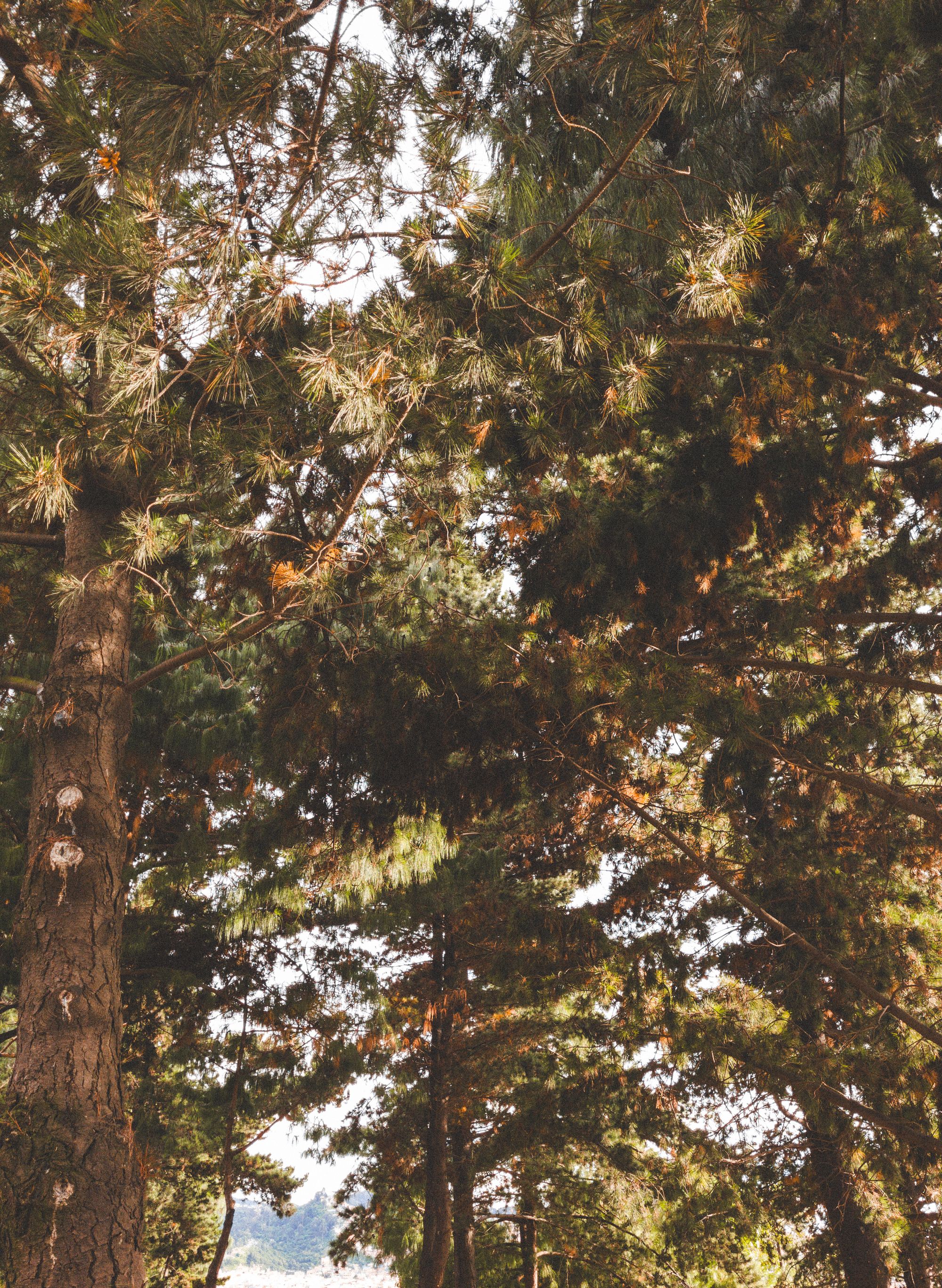 Sunlight through a green pine forest