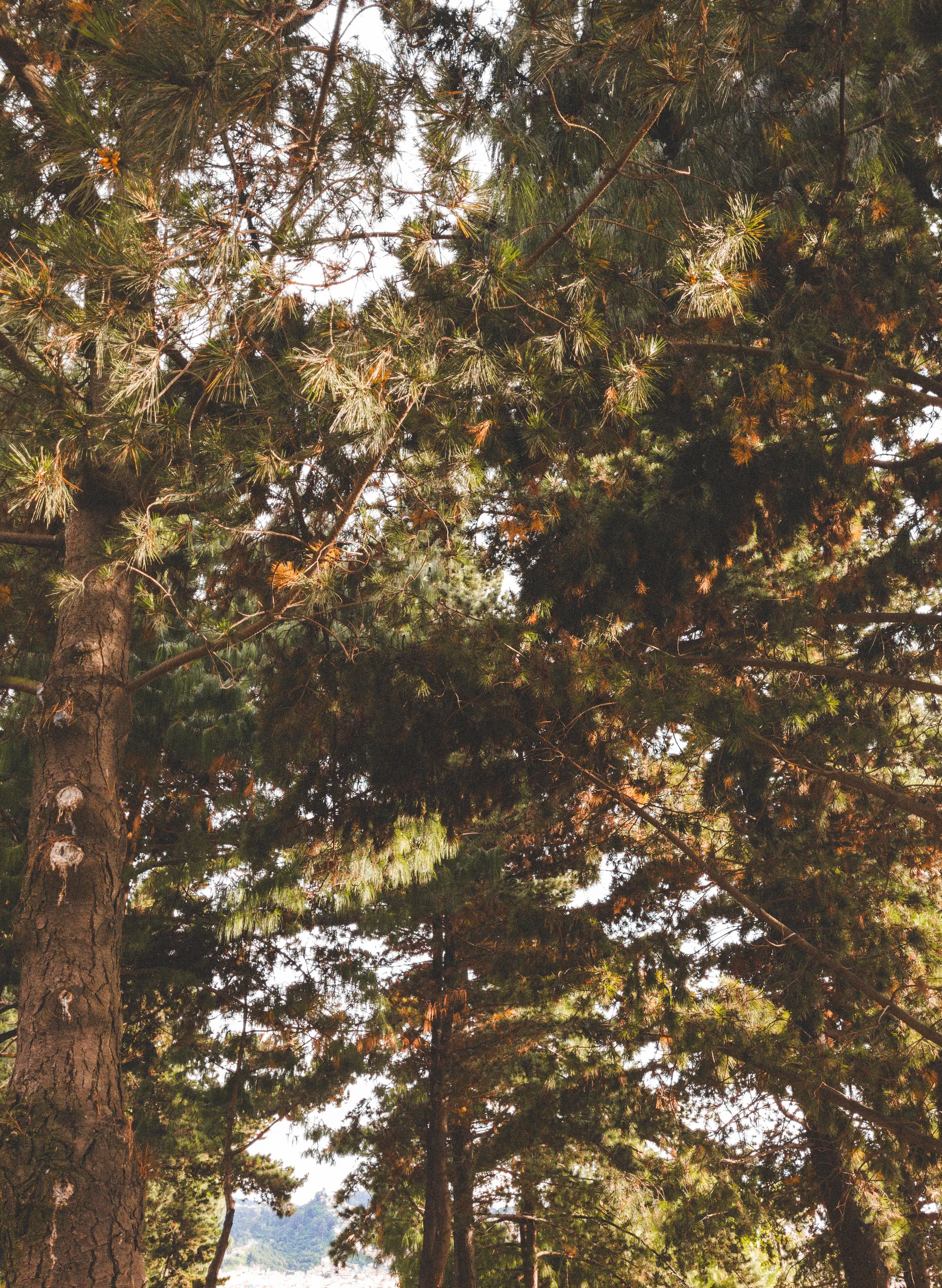 Sunlight through a green pine forest