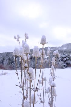 Thistle plants dusted with snow in a snowy winter landscape.