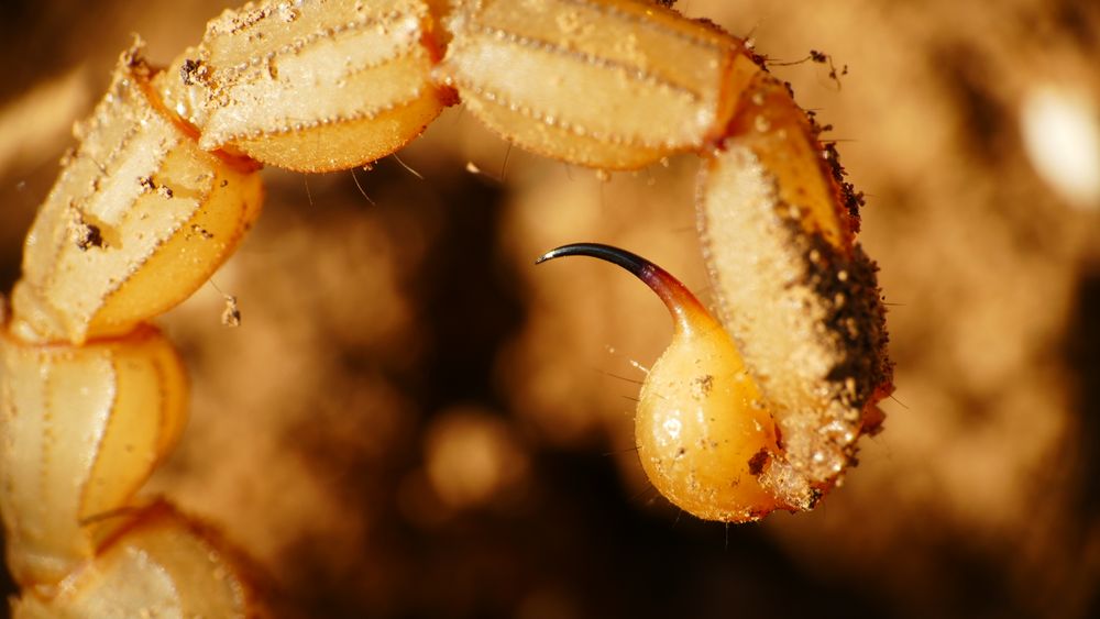 Macro photograph of a scorpion's tail and stinger on sandy desert ground, a common Tucson pest concern
