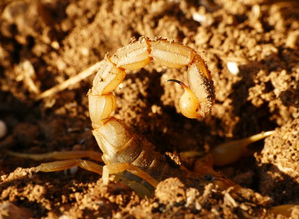 Scorpion with raised tail on dry soil